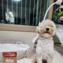 은도 | [더리얼 저키 한우간] 내돈내산 솔직 후기 | 우리 은도가 미친듯이 좋아해요!