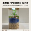 이끼 테라리움 만들기 모모리움 테라리움 DIY키트 나만의 작은 숲