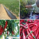 혜주농장 이미지