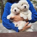 브리더클럽 이미지