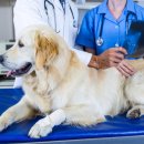 하이동물병원 이미지