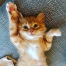 낭만고양이 이미지