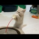 말괄냥이 이미지