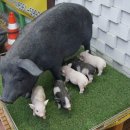 월정소나타 이미지