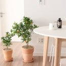 The 건강나무 이미지