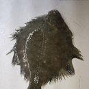 화성락실내바다낚시터 이미지