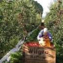 힐스톤 A 이미지