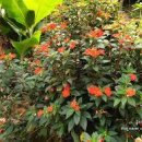 여름꽃 임파첸스(서양봉선화) 씨뿌리는법 키우기 물은 하루몇번 주지? 이미지