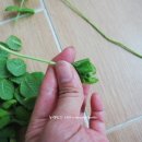 애플민트 이미지