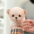 더 샵 동물메디컬센터 이미지