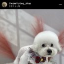 더 이쁘개 이미지