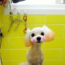 이뿌개 귀엽개 이미지