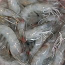 신씨네미용실 | 활새우 흰다리 새우1kg 통영 신선대장에서 택배 구입