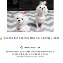 맘마독 이미지