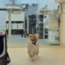 살랑살랑 반려견미용실 이미지