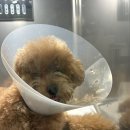 쿨펫동물병원 킨텍스점 이미지