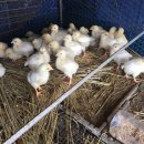 서수농장 이미지