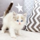 전주강아지분양 고양이분양 24시 데려가개 전주점 이미지