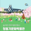 진주 청동기문화박물관 | 숨겨진 진주 벚꽃명소! 청동기문화박물관 벚꽃 페스타(4.4~4.12) 안내