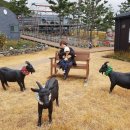 행복한흑염소농장 이미지