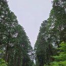 축령산편백하우스 이미지