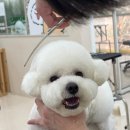 이쁘개(이동애견미용) | 부산애견미용학원 자격증 취득 후기