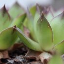 머드스푼 이미지