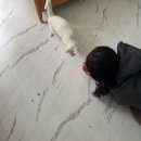 [샤브올데이] 후기 곁들인 일상