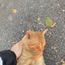 용궁회관 | Day 2: 용궁댁과 소나무길, 고양이 레오와의 첫만남
