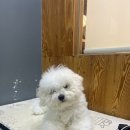 도도 그루밍 이미지