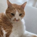 다솜고양이메디컬센터 금정점 이미지