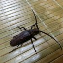 장수하늘소농장 이미지