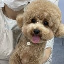 히어몽 이미지