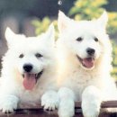 알콩달콩 이미지