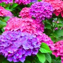 동평초등학교 이미지