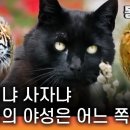 호랑이냐 사자냐, 고양이의 야생본능은 어느쪽에 더 가까울까 -3- 이미지