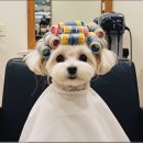 냠냠이와 할머니의 이야기 (ai 강아지 영상) 이미지