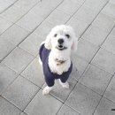 세종애견훈련소 네이버블로그