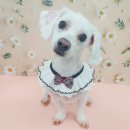 퍼피원데이 이미지