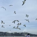 GR(인천광역시 옹진군)-41-하-1 | 인천 신시모도 당일치기 섬 여행 추천코스 포토존 맛집 낚시