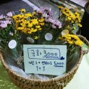 퍼니비플라워 네이버블로그