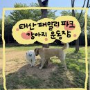 김포 태산 패밀리파크 강아지운동장 후기