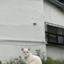 냥이 이발소 이미지
