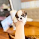 남양주강아지분양 꼼꼼히 보고 시츄 입양