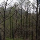 현2리 마을회관 | 2012.04.22 얕보다 큰 코 다쳣던 6번째 코스 --- 가재봉.왕재봉