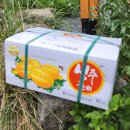 반딧불청과 이미지