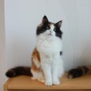 프롬시아 캐터리 이미지