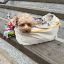 행운캔넬 이미지