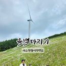 강원도 평창 육백마지기 데이지 개화 차박 현실 후기