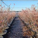 영하농장 이미지